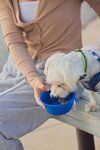 Feed N Go Collapsible Pet Bowl with Carabiner -  