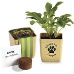 Buy Flower Pot Set with Chive Seeds