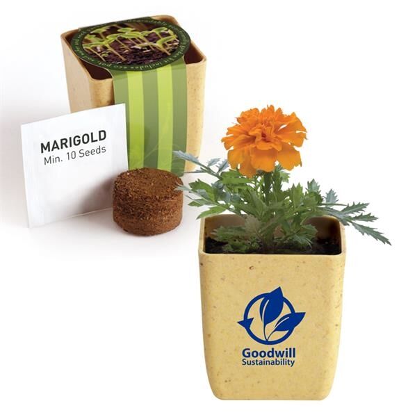 Main Product Image for Advertising Flower Pot Set With Marigold Seeds