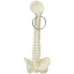 Spine Keyring -  