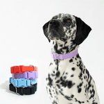 Buy Springer Large Dog Collar