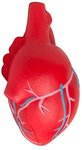 Squeezies(R) Heart (Anatomical with Veins) Stress Reliever - Red