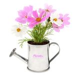 Buy Watering Can Planter Kit